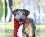 Small Photo #17 Mutt Puppy For Sale in Unionville, PA, USA