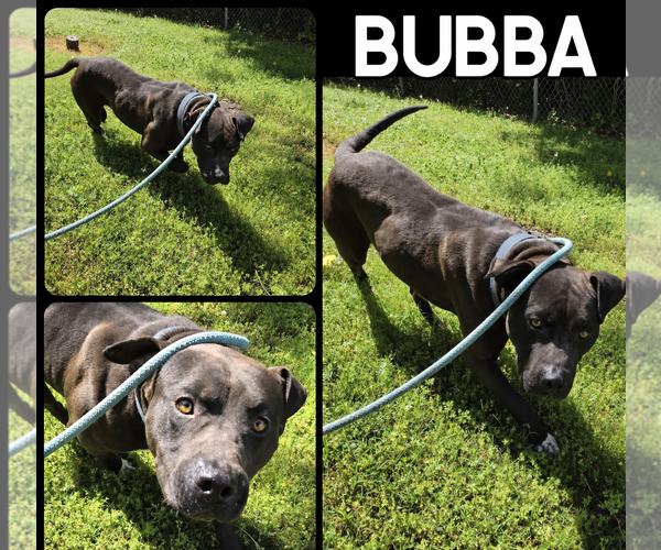 Medium Photo #5 American Pit Bull Terrier-Staffordshire Bull Terrier Mix Puppy For Sale in Holly Springs, NC, USA