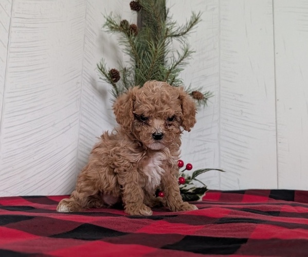 Medium Photo #5 Cavapoo (Miniature) Puppy For Sale in GOSHEN, IN, USA