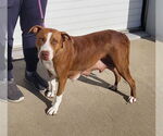 Small American Pit Bull Terrier