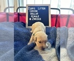 Small Photo #2 Golden Retriever Puppy For Sale in ONTARIO, CA, USA