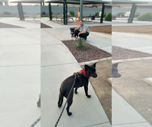 Medium Photo #3 American Pit Bull Terrier-Unknown Mix Puppy For Sale in phoenix, AZ, USA