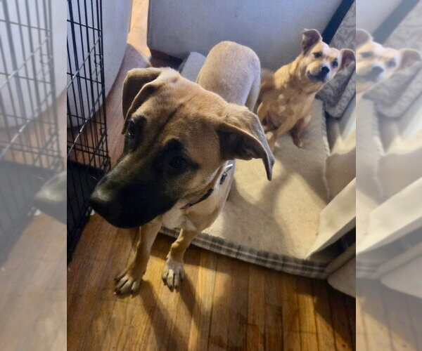 Medium Photo #7 Black Mouth Cur-German Shepherd Dog Mix Puppy For Sale in Brewster, NY, USA
