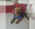 Small Photo #1 Yorkshire Terrier Puppy For Sale in HOUSTON, TX, USA