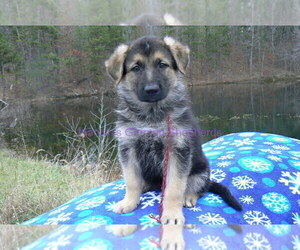 German Shepherd Dog Puppy for Sale in PIEDMONT, Missouri USA