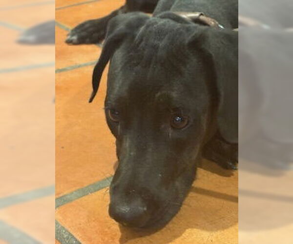 Medium Photo #6 Bassetdor Puppy For Sale in San Diego, CA, USA