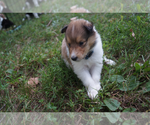 Small Photo #5 Collie Puppy For Sale in GRAY, KY, USA