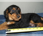 Small #2 Airedale Terrier