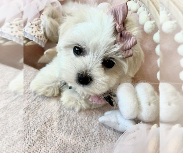 Medium Photo #1 Maltese Puppy For Sale in DELTONA, FL, USA