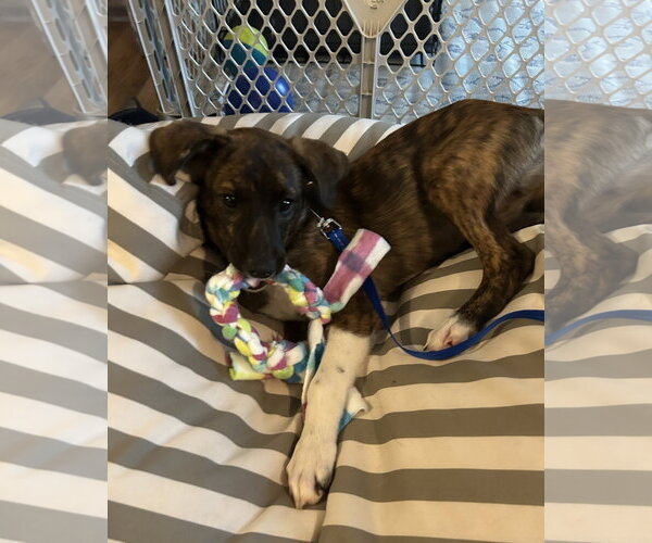 Medium Photo #6 Plott Hound Puppy For Sale in Doylestown, PA, USA