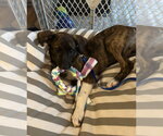 Small Photo #6 Plott Hound Puppy For Sale in Doylestown, PA, USA