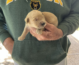 Golden Retriever Puppy for sale in WACO, TX, USA