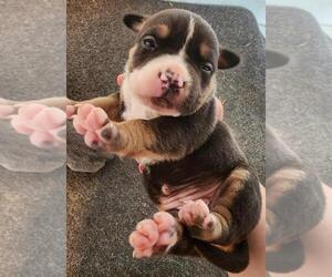 American Bully Puppy for sale in FORT WAYNE, IN, USA