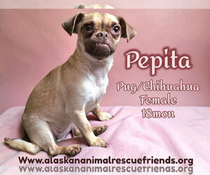 Chug Dogs for adoption in Anchorage, AK, USA