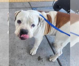 American Pit Bull Terrier Dogs for adoption in Bakersfield, CA, USA