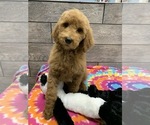Small Photo #1 Goldendoodle-Poodle (Standard) Mix Puppy For Sale in RICHMOND, IL, USA