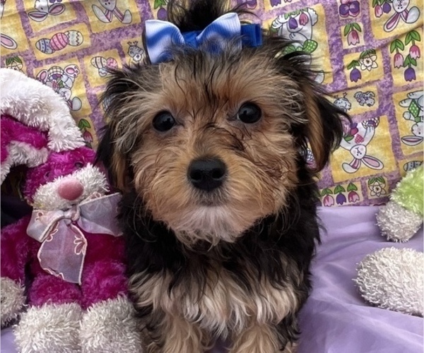 Medium Photo #4 YorkiePoo Puppy For Sale in BOLINGBROOK, IL, USA