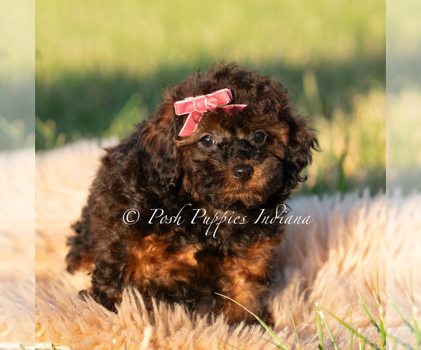 Medium Photo #69 Poodle (Miniature) Puppy For Sale in WARSAW, IN, USA