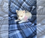Small Photo #7 Siberian Husky Puppy For Sale in FAIRFIELD, CA, USA