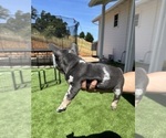 Small Photo #16 French Bulldog Puppy For Sale in PLEASANTON, CA, USA