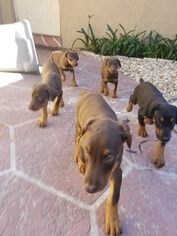 Doberman Pinscher Puppy for sale in HOLLYWOOD, FL, USA
