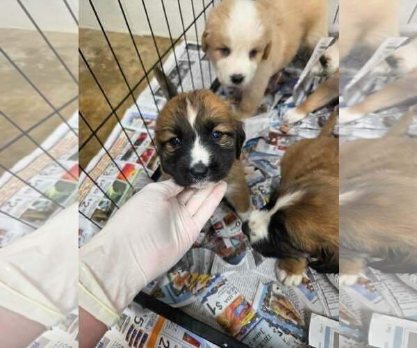 Medium Photo #1 Golden Shepherd Puppy For Sale in SHERBURNE, NY, USA