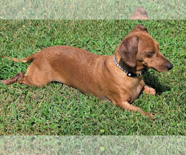Medium Photo #6 Dachshund Puppy For Sale in Shelbyville, TN, USA