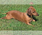 Small #5 Dachshund