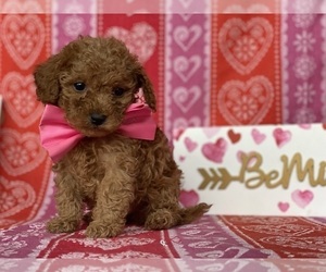 Cavapoo Puppy for sale in LANCASTER, PA, USA