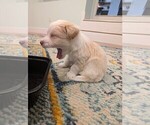 Puppy Dorito Aussie-Poo