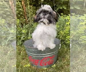 Shih Tzu Puppy for sale in MIDDLEBURY, IN, USA