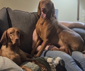 Father of the Vizsla puppies born on 05/12/2026