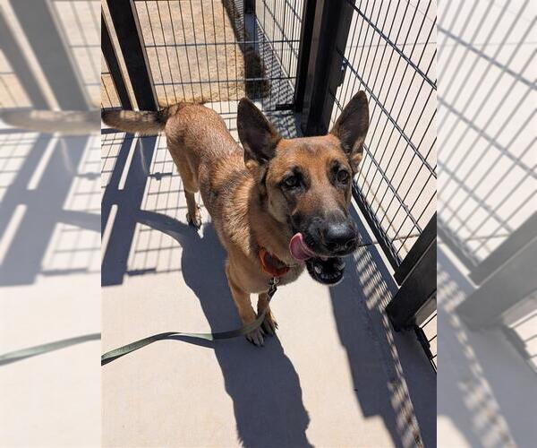 Medium Photo #4 German Shepherd Dog-Unknown Mix Puppy For Sale in Elk Grove, CA, USA