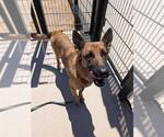 Small #3 German Shepherd Dog Mix
