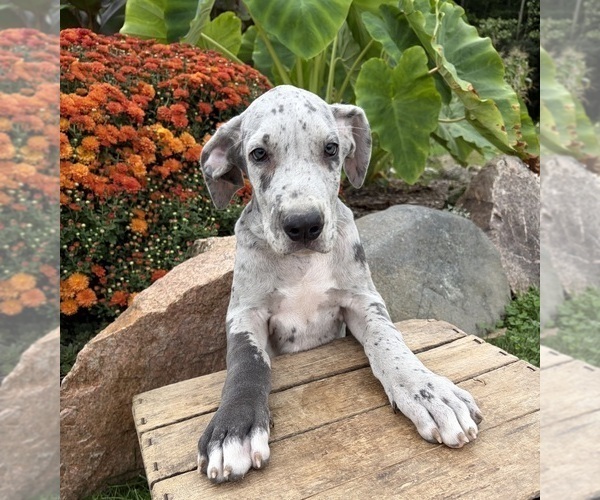 Medium Photo #4 Great Dane Puppy For Sale in MIDDLEBURY, IN, USA