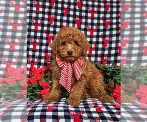 Poodle (Miniature) Puppy for sale in KIRKWOOD, PA, USA
