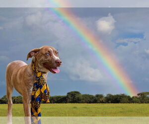 Border Collie-Whippet Mix Dogs for adoption in Mt. Laurel, NJ, USA