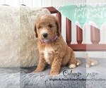 Small #9 Goldendoodle (Miniature)