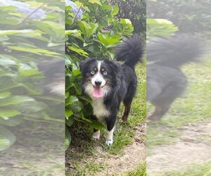 Father of the Aussie-Poo puppies born on 05/30/2026