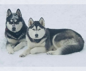 Father of the Siberian Husky puppies born on 04/19/2022
