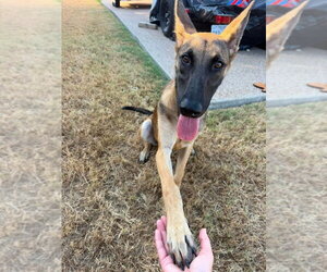 Mutt Dogs for adoption in Imlay City, MI, USA