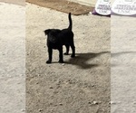 Small #2 Australian Cattle Dog-Labrador Retriever Mix