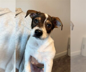Mutt Dogs for adoption in Sacramento, CA, USA