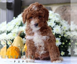 Poodle (Miniature) Puppy for sale in EAST EARL, PA, USA