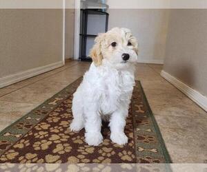 Poovanese Puppy for sale in TUCSON, AZ, USA