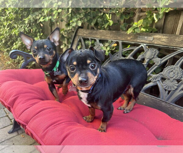Medium Photo #3 Chipin Puppy For Sale in Santa Clara, CA, USA