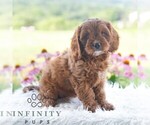 Small #6 Cavapoo (Miniature)