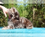 Small #19 ShihPoo