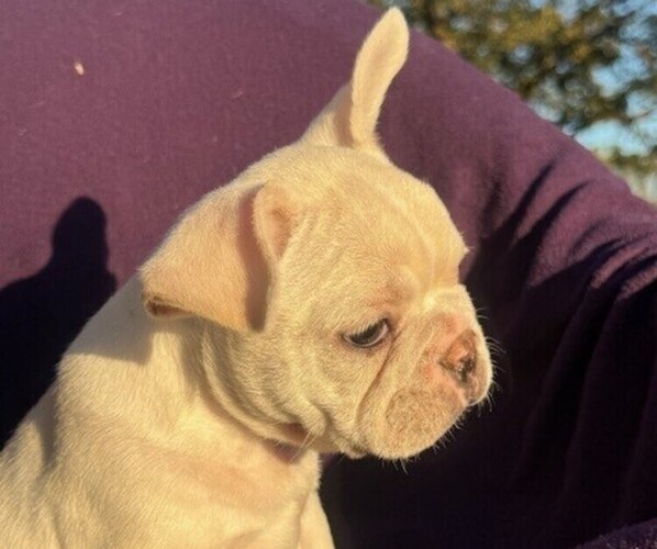 Medium Photo #1 Faux Frenchbo Bulldog-French Bulldog Mix Puppy For Sale in MOUNDRIDGE, KS, USA
