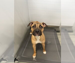 Mutt Dogs for adoption in Fayetteville, NC, USA